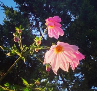 Curiosité qui fleuri enfin dans mon jardin cette année : un dahlia impérial, aussi appeler dahlia bambou!!! Dahlia arborescent il pousse jusqu’à 3-4m de hauteur et offre à l’automne ses belles grandes fleurs roses. A découvrir ! 🌷😍