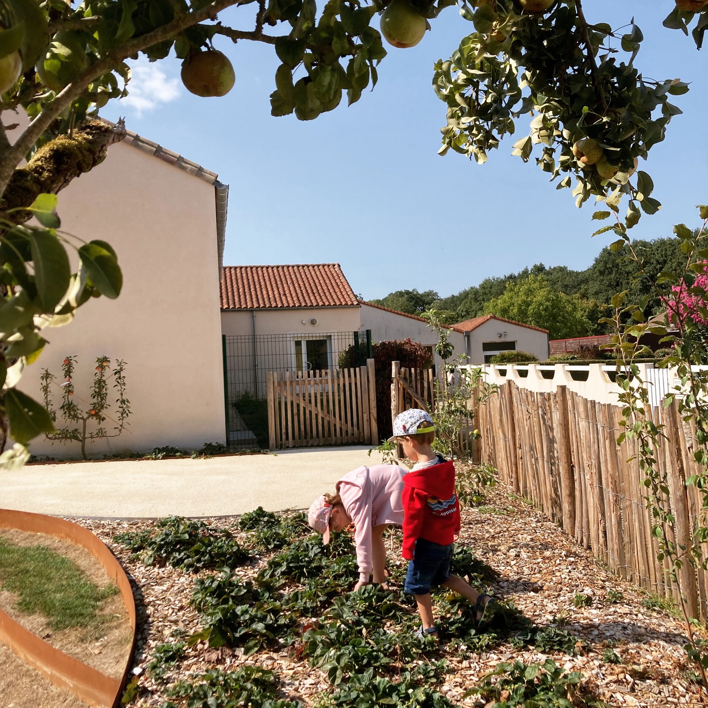 #JARDINCOMESTIBLE
Chercher les fruits au sein du jardin, une joie pour les enfants, une (re)découverte pour certains adultes, un plaisir pour tous 🍓 🍏 !!Cette année le jardin Samuel Paty à Mouchamps dans la Communauté de communes du Pays des Herbiers a été inauguré et sa palette de végétaux comestibles plait à tous, petits et grands! ✨Lors de la conception, l’esprit des anciens jardins clos a été conservé et renforcé par le développement des plantations (fruitiers en cordons et palissés), les haies existantes ayant été conservées.La palette végétale développe l’identité nourricière des lieux : arbres fruitiers, massifs de petits fruits rouges à cueillir (cassis, groseilles, framboises, fraises des bois,…) qui ont fait le bonheur des enfants et des plus grands cet été, et des arbres de variétés anciennes fruitières 🍐 sont palissés participant ainsi au maintient du savoir-faire des jardiniers de la communeAccueillir un jardin comestible dans son environnement, c’est bien plus que produire des fruits et légumes : c’est renforcer la résilience de nos foyers et favoriser la biodiversité locale 🌱🥕.Un jardin comestible bien pensé accueille abeilles, papillons, oiseaux et la vie du sol 🐝🦋🐦. Les associations de plantes, les vivaces, les arbres fruitiers, le paillage et le compost nourrissent la biodiversité. Ces services écosystémiques renforcent la productivité à long terme et la capacité du jardin à faire face aux variations de météo.Quelques gestes simples pour commencer : diversifier les espèces (fruits, légumes, aromatiques, fleurs), intégrer des plantes locales et des fixateurs d’azote, composter, créer des zones fleuries et des abris pour les auxiliaires. Impliquer la communauté ou les enfants transforme le jardin en lieu d’apprentissage et de solidarité 🌼👧🏽👨‍🌾, comme ici à Mouchamps.Semons le changement ensemble 🌿#paysagisteconcepteur #architectepaysagiste #résilience #renaturationjardin #paysdesherbiers #jardincomestible #environnementaujardin