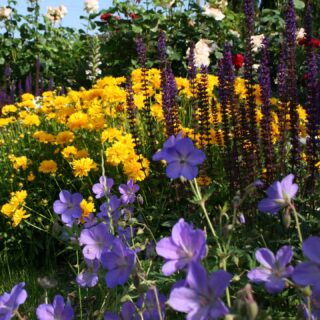 Pourquoi la connaissance du végétal est au cœur de mon métier de paysagiste conceptrice ?En tant qu’architecte du paysage, je ne dessine pas seulement des espaces, je ne choisis pas juste quelques plantes « comme ça » : j’imagine des écosystèmes vivants, où chaque plante a un rôle à jouer. Pourquoi cette expertise est indispensable à mon travail ? :
🔹 1. Adapter les plantes au contexte
🔹 2. Créer des palettes végétales équilibrées
🔹 3. Préserver le patrimoine végétal
Mon rôle est de d’identifier les espèces anciennes, les restaurer ou les remplacer par des variétés similaires ou différentes selon la configuration, les mettre en valeur dans une composition qui s’éloigne parfois de la trame d’origine..
🔹 4. Anticiper l’évolution du jardin
Un jardin, c’est un organisme vivant qui grandit et change.
🔹 5. Allier esthétique et écologie
Aujourd’hui, un jardin doit être beau ET durable.💡 Pourquoi c’est crucial pour vos projets ?
Que vous ayez un jardin historique à restaurer, une cour d’école à renaturer, ou un espace contemporain à créer, la connaissance du végétal garantit :
✅ Un jardin adapté à votre environnement.
✅ Un rendu esthétique toute l’année, avec une gestion adaptée aux lieux.🌱 Un projet en tête ?
Que ce soit pour une étude paysagère, un conseil sur mesure, parlons-en !👉 atelierdrin.com
#Paysagiste #Végétal #JardinHistorique #PatrimoineVégétal #AtelierDRIN #DesignPaysager